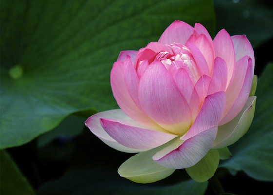 Image for article مردم درمی‌یابند که فالون دافا واقعاً خوب است