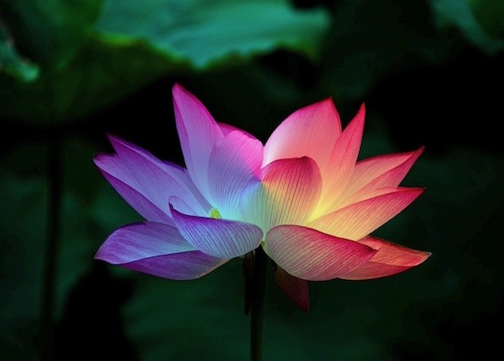 Image for article پس از تمرین فالون دافا به فردی ازخودگذشته تبدیل شدم