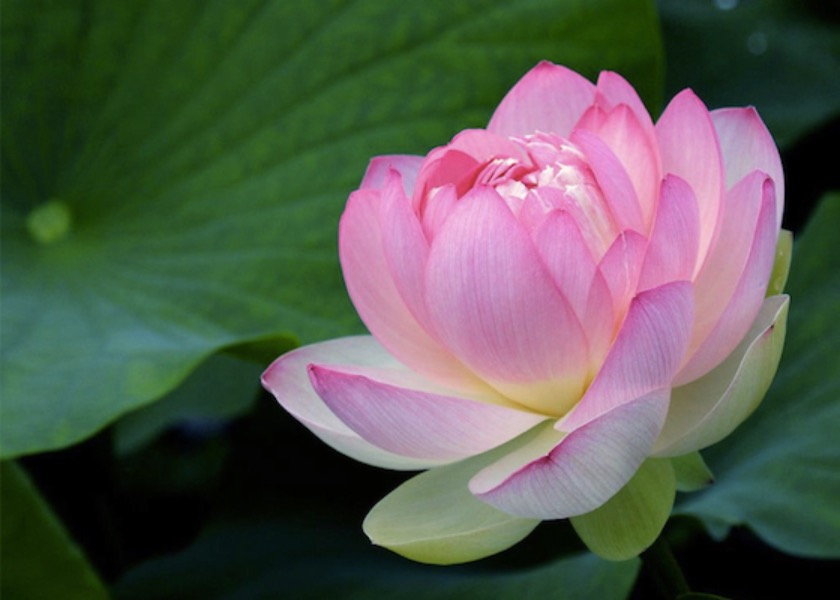 Image for article وقوع اتفاقی معجزه‌آسا‌ پس از اینکه برادرم عبارت «فالون دافا خوب است» را تکرار کرد